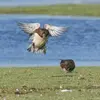 Il vit aussi sur les **côtes, les lacs et les étangs en région tempérée**, notamment **en hiver**.