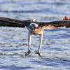Il vit **près des lacs et étangs** ainsi que sur les **côtes** pour nicher.
