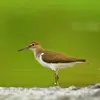 Les **juvéniles** ont le dessus **plus clair avec un liseré "chamois"**.