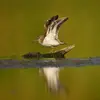 Il est **migrateur**, car il **vient en Europe en été** et hiverne principalement en Afrique et autour du bassin méditerranéen. **Beaucoup hivernent aussi en Espagne**.