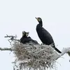 Les deux parents **se relaient pour couver** pour que chacun d'eux puisse aller se nourrir.