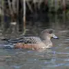 Les **femelles** ont un plumage assez **variable** allant du **gris-brun** au **brun roux** plus ou mois **barré ou tacheté**.