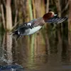 Le **mâle** en **plumage nuptial** a la tête **brun roux** et le front et la calotte **jaune paille**…