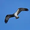 Il pratique le **vol plané, les ailes coudées**.