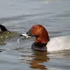 Il mange des **plantes aquatiques, des mollusques, des larves**.