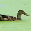 Quand il vole ou il nage, le Canard souchet **semble s'enfoncer vers l'avant**.