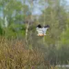 Il patrouille **au-dessus des roseaux et marais** avec quelques coups d'ailes et de planés.