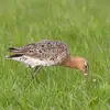 **Soit en dehors de l'eau**, dans les prairies pour **trouver des lombrics comme les bécassines**.