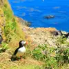 On en retrouve de manière **plus réduite** en **Irlande, Écosse, Scandinavie et en France**.