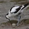 Elle construit un **nid simple**. C'est un **creux près de l'eau** ou parfois un îlot en eau peu profonde.