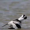 Après l'accouplement, ils **courent côte à côte** sur quelques mètres.