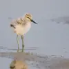 Elle peut aussi simplement **picorer sur les plages** comme les **petits** qui n'ont pas encore le bec assez retroussé.