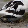 L'Avocette élégante niche **souvent en colonie dense** en raison de territoires limités.