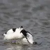 Pendant la **parade nuptiale**, la femelle a sa **tête qui affleure l'eau** pendant que le mâle **toilette son plumage avant d'approcher** et d'étendre une aile sur la femelle avant l'accouplement.