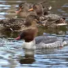 Le Harle bièvre est **un peu plus grand que le Canard colvert**.