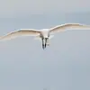 Ses coups d'ailes sont **plus rapides que le héron** et sont entrecoupés de **quelques planés**.