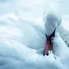 Il a le **plumage blanc**.