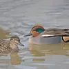 Quand le couple se forme, ils resteront ensemble **au moins sept mois**.