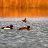 Le Fuligule morillon vit dans des **milieux humides variés** avec une **profondeur moyenne** : lacs et étangs en forêt ou plaine à végétation fournie.