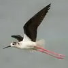 En vol, elle bat **rapidement** des ailes, le **cou et les pattes en extension**.