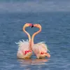Lors de la reproduction, **mâle et femelle paradent** et se lancent dans **diverses chorégraphies** pour montrer ses **couleurs vives**.
