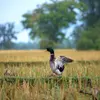 **À la tombée du jour**, ils quittent les eaux pour **aller se nourrir à l'intérieur des terres**, dans la campagne la plus proche. C'est à ce moment-là que les **chasseurs les tire à la "passée**.