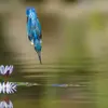 Il capture avec succès ses proies après un **plongeon en piqué** accéléré par de **rapides battements d'ailes**.