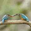 La parade amoureuse est **bruyante**, mâle et femelle **se poursuivent** et **s'offrent du poisson**.