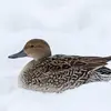 On peut aussi **confondre** le Canard colvert avec le **Canard pilet femelle** ou le **mâle en éclipse**. Ici, une femelle.