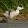 On reconnaît les **petits** à leur **plumage contrasté**. Ils sont souvent regroupés en "crèche".
