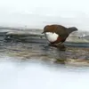 Il plonge même **en plein hiver**.