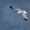 Le bout des ailes est **noir** avec des **miroirs (tâche de couleur métalique) blancs**.