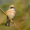 Son chant est **simple, aigu et doux**. Ce sont des **cris et des trilles aigus**. Il ressemble aux **gazouillis du verdier** avec des notes claires et douces.
