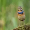 Quand arrive l'**automne**, une partie du plumage bleu devient **blanc-jaunâtre**.