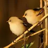 La période de reproduction qui s'étend de mars à la fin de l'été va permettre de donner deux nichées de 5 à 7 œufs.