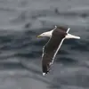 Quant au **Goéland marin**, c'est le plus grand des goélands et on remarque le dessus **gris foncé presque noir**, son **bec très fort**, et ses pattes rose chair.