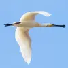 Elle vole le **cou tendu** comme une cigogne.
