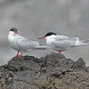 Les filets de la **Sterne pierregarin** sont **plus courts que le bout des ailes** chez l'oiseau posé.