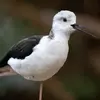 L'Échasse blanche est **silencieuse** sauf pendant la **nidification** où elle peut être **très bruyante**.