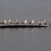 Elles se rassemblent aussi en **dortoirs** (souvent un lac ou un étang à l'abri de prédateurs terrestres).