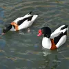 Le plumage de la **femelle** est aussi un peu **plus terne et moins marqué**.
