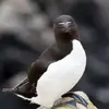 Le Pingouin torda est **assez silencieux**. Il s'exprime surtout en colonies.