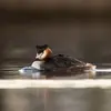 Il tient son **long cou dressé ou abaissé** avec la tête reposant sur le dos.