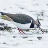 Il peut être **sédentaire** comme à l'**ouest et au sud de l'Europe** (en Angleterre, en France, en Espagne).