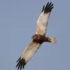 Son corps est plutôt **élancé avec des ailes étroites et une longue queue** à bout arrondi.