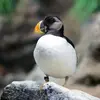 En dehors de la reproduction, le **bec est plus petit**, le tour de l'œil est **gris sombre sans excroissance**, ses **joues grisâtres**. On parle d'**adulte internuptial**.