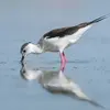 Ses très longues pattes lui permettent de **chercher de la nourriture dans des eaux plus profondes** que d'autres limicoles.