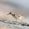 Le Chevalier guignette **hoche l'arrière du corps** quand il marche.