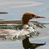 Il se nourrit aussi de **mollusques, vers, insectes et crustacés**.
