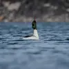 Le **mâle** chez le Harle bièvre émet des **roucoulements** doux en parade. **"pa-poor"**. En arrière-plan, on entend aussi une Corneille noire puis un canard Colvert.